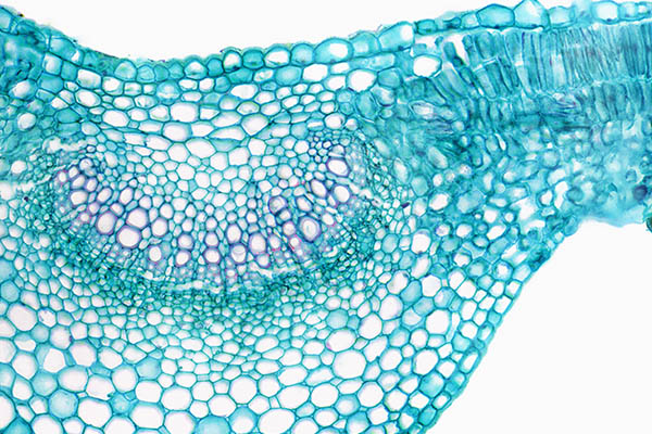 Colorful cells