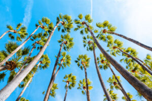 Looking up at tall palm trees against a deep blue sky
