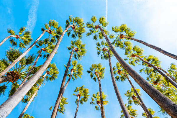 Looking up at tall palm trees against a deep blue sky