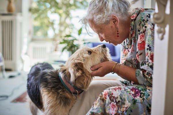 Older woman petting a dog at home on a beautiful day