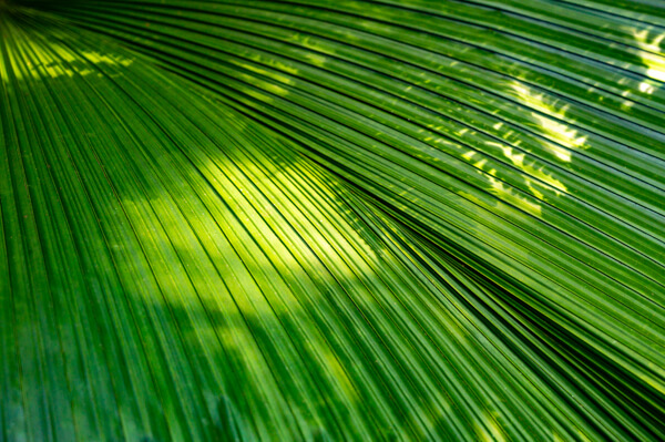 a close up a deep green plam tree leaves